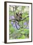 Family of White-Tufted-Ear Marmosets (Callithrix Jacchus) with a Baby-Luiz Claudio Marigo-Framed Photographic Print