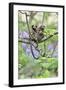 Family of White-Tufted-Ear Marmosets (Callithrix Jacchus) with a Baby-Luiz Claudio Marigo-Framed Photographic Print