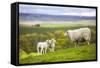 Family on the Meadow - Scottish Sheeps-Zbyszko-Framed Stretched Canvas