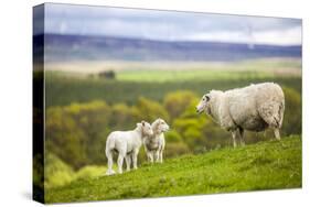 Family on the Meadow - Scottish Sheeps-Zbyszko-Stretched Canvas