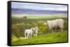 Family on the Meadow - Scottish Sheeps-Zbyszko-Framed Stretched Canvas