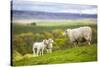 Family on the Meadow - Scottish Sheeps-Zbyszko-Stretched Canvas