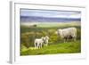 Family on the Meadow - Scottish Sheeps-Zbyszko-Framed Photographic Print