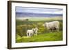 Family on the Meadow - Scottish Sheeps-Zbyszko-Framed Photographic Print