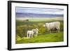 Family on the Meadow - Scottish Sheeps-Zbyszko-Framed Photographic Print