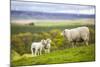 Family on the Meadow - Scottish Sheeps-Zbyszko-Mounted Photographic Print