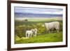 Family on the Meadow - Scottish Sheeps-Zbyszko-Framed Photographic Print