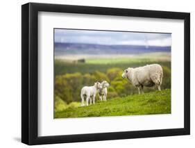 Family on the Meadow - Scottish Sheeps-Zbyszko-Framed Photographic Print