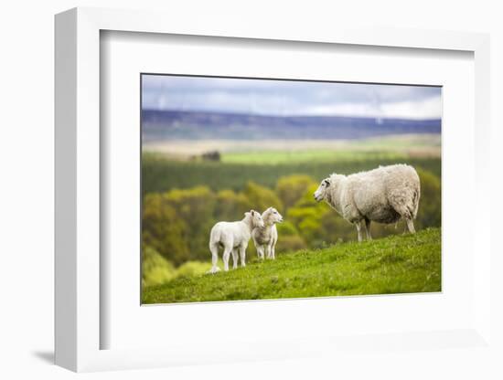 Family on the Meadow - Scottish Sheeps-Zbyszko-Framed Photographic Print