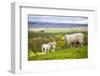 Family on the Meadow - Scottish Sheeps-Zbyszko-Framed Photographic Print