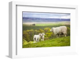 Family on the Meadow - Scottish Sheeps-Zbyszko-Framed Photographic Print