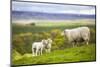 Family on the Meadow - Scottish Sheeps-Zbyszko-Mounted Photographic Print