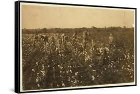 Family Picking Cotton Near Mckinney, Texas, 1913-Lewis Wickes Hine-Framed Stretched Canvas
