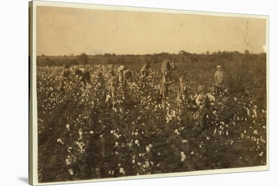 Family Picking Cotton Near Mckinney, Texas, 1913-Lewis Wickes Hine-Stretched Canvas
