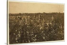 Family Picking Cotton Near Mckinney, Texas, 1913-Lewis Wickes Hine-Stretched Canvas