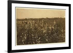 Family Picking Cotton Near Mckinney, Texas, 1913-Lewis Wickes Hine-Framed Photographic Print