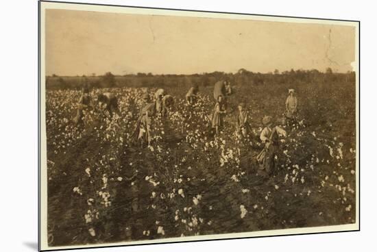 Family Picking Cotton Near Mckinney, Texas, 1913-Lewis Wickes Hine-Mounted Photographic Print