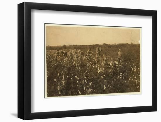 Family Picking Cotton Near Mckinney, Texas, 1913-Lewis Wickes Hine-Framed Photographic Print