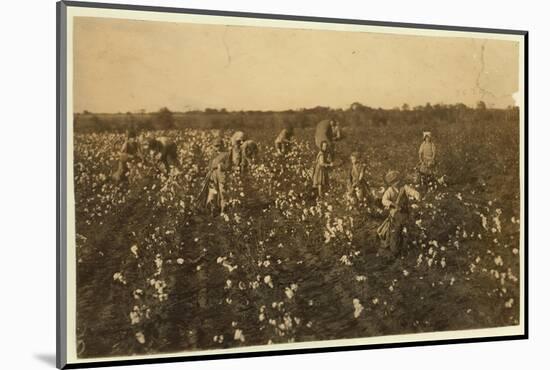 Family Picking Cotton Near Mckinney, Texas, 1913-Lewis Wickes Hine-Mounted Photographic Print