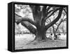 Family Picnic Under Cherry Blossoms, Japan-Walter Bibikow-Framed Stretched Canvas