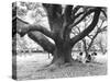 Family Picnic Under Cherry Blossoms, Japan-Walter Bibikow-Stretched Canvas