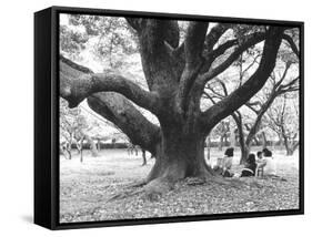 Family Picnic Under Cherry Blossoms, Japan-Walter Bibikow-Framed Stretched Canvas