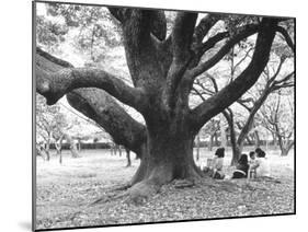 Family Picnic Under Cherry Blossoms, Japan-Walter Bibikow-Mounted Premium Photographic Print