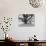 Family Picnic Under Cherry Blossoms, Japan-Walter Bibikow-Photographic Print displayed on a wall