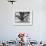 Family Picnic Under Cherry Blossoms, Japan-Walter Bibikow-Framed Photographic Print displayed on a wall