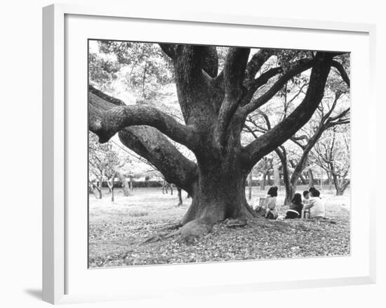 Family Picnic Under Cherry Blossoms, Japan-Walter Bibikow-Framed Photographic Print