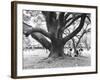 Family Picnic Under Cherry Blossoms, Japan-Walter Bibikow-Framed Photographic Print