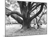 Family Picnic Under Cherry Blossoms, Japan-Walter Bibikow-Mounted Photographic Print