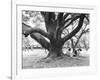 Family Picnic Under Cherry Blossoms, Japan-Walter Bibikow-Framed Photographic Print