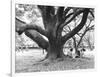 Family Picnic Under Cherry Blossoms, Japan-Walter Bibikow-Framed Photographic Print