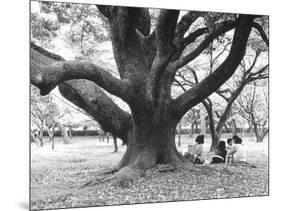 Family Picnic Under Cherry Blossoms, Japan-Walter Bibikow-Mounted Photographic Print