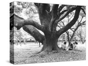 Family Picnic Under Cherry Blossoms, Japan-Walter Bibikow-Stretched Canvas