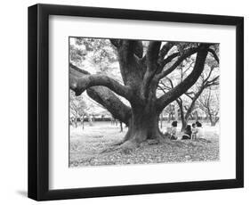 Family Picnic Under Cherry Blossoms, Japan-Walter Bibikow-Framed Photographic Print