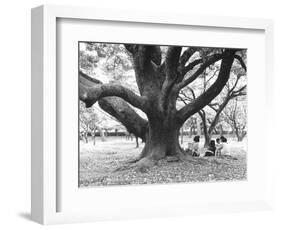 Family Picnic Under Cherry Blossoms, Japan-Walter Bibikow-Framed Photographic Print