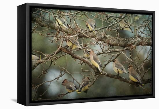 Family Reunion Cedar Wax Wings-Jai Johnson-Framed Stretched Canvas