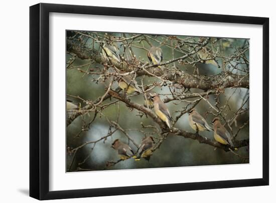 Family Reunion Cedar Wax Wings-Jai Johnson-Framed Giclee Print