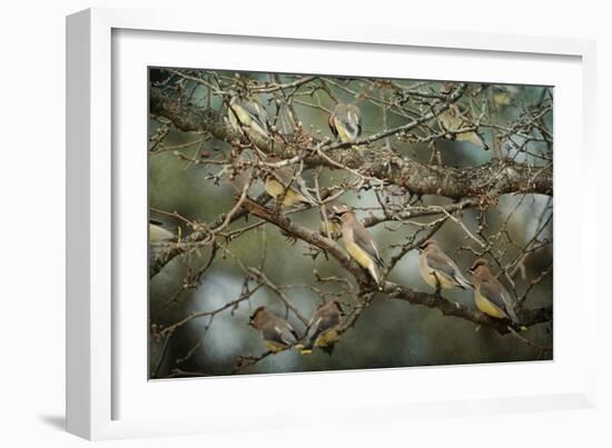 Family Reunion Cedar Wax Wings-Jai Johnson-Framed Giclee Print