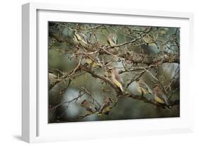 Family Reunion Cedar Wax Wings-Jai Johnson-Framed Giclee Print