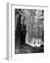 Family Riding Horseback Through Forest-Allan Grant-Framed Photographic Print