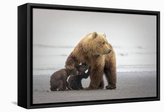 Family Time-Renee Doyle-Framed Stretched Canvas