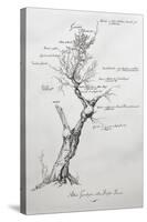 Family Tree of Giacomo Puccini-null-Stretched Canvas