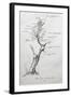 Family Tree of Giacomo Puccini-null-Framed Giclee Print