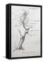 Family Tree of Giacomo Puccini-null-Framed Stretched Canvas