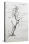 Family Tree of Giacomo Puccini-null-Stretched Canvas