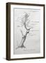 Family Tree of Giacomo Puccini-null-Framed Giclee Print