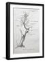Family Tree of Giacomo Puccini-null-Framed Giclee Print